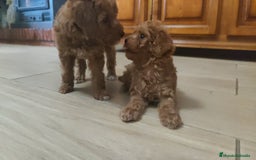 Caniche Toy perros en venta: Cachorritos caniche Rojo ❤️ TOY - Imagen 1