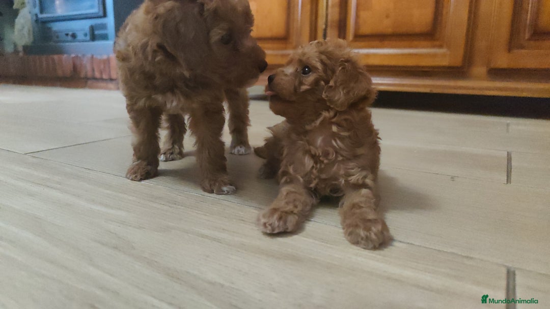 Caniche Toy perros en venta: Cachorritos caniche Rojo ❤️ TOY - Imagen 1