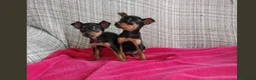 Pinscher Miniatura perros en venta: Pincher miniatura en Badajoz - Anuncio 1