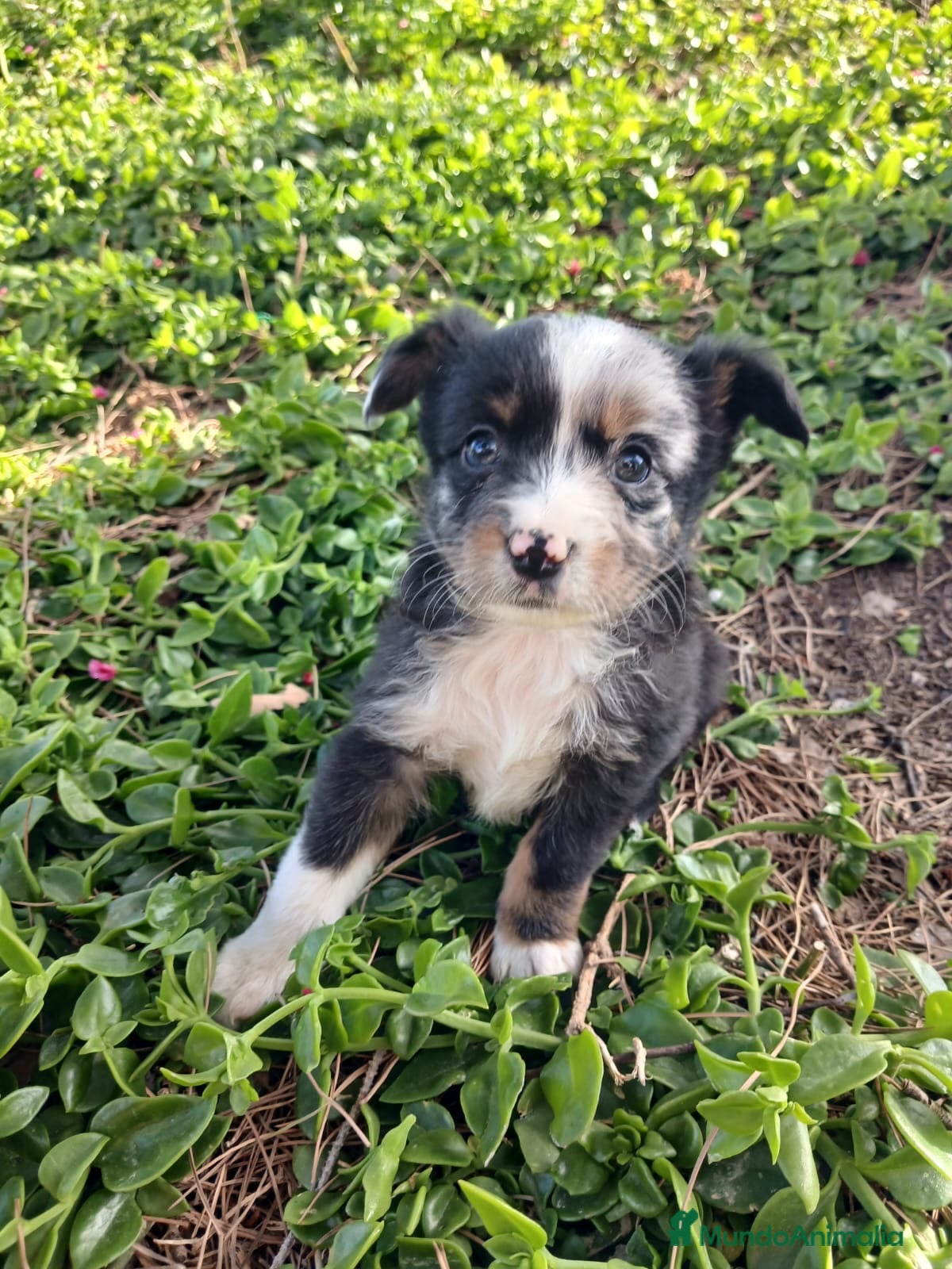 Pastor Miniatura Americano perros PASTOR AMERICANO MINIATURA  - Anuncio 1