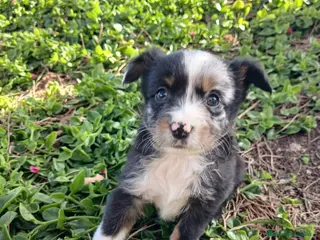 Pastor Miniatura Americano perros PASTOR AMERICANO MINIATURA - Anuncio 1