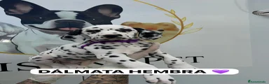 Dálmata Cachorro 6