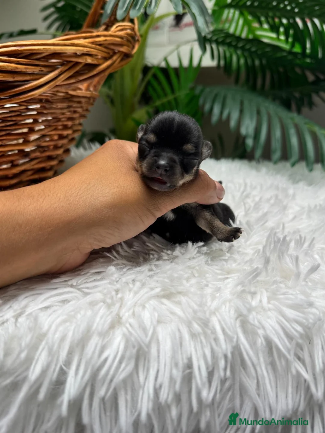 Chihuahua perros en venta: CHIHUAHUA HEMBRA - Anuncio 2