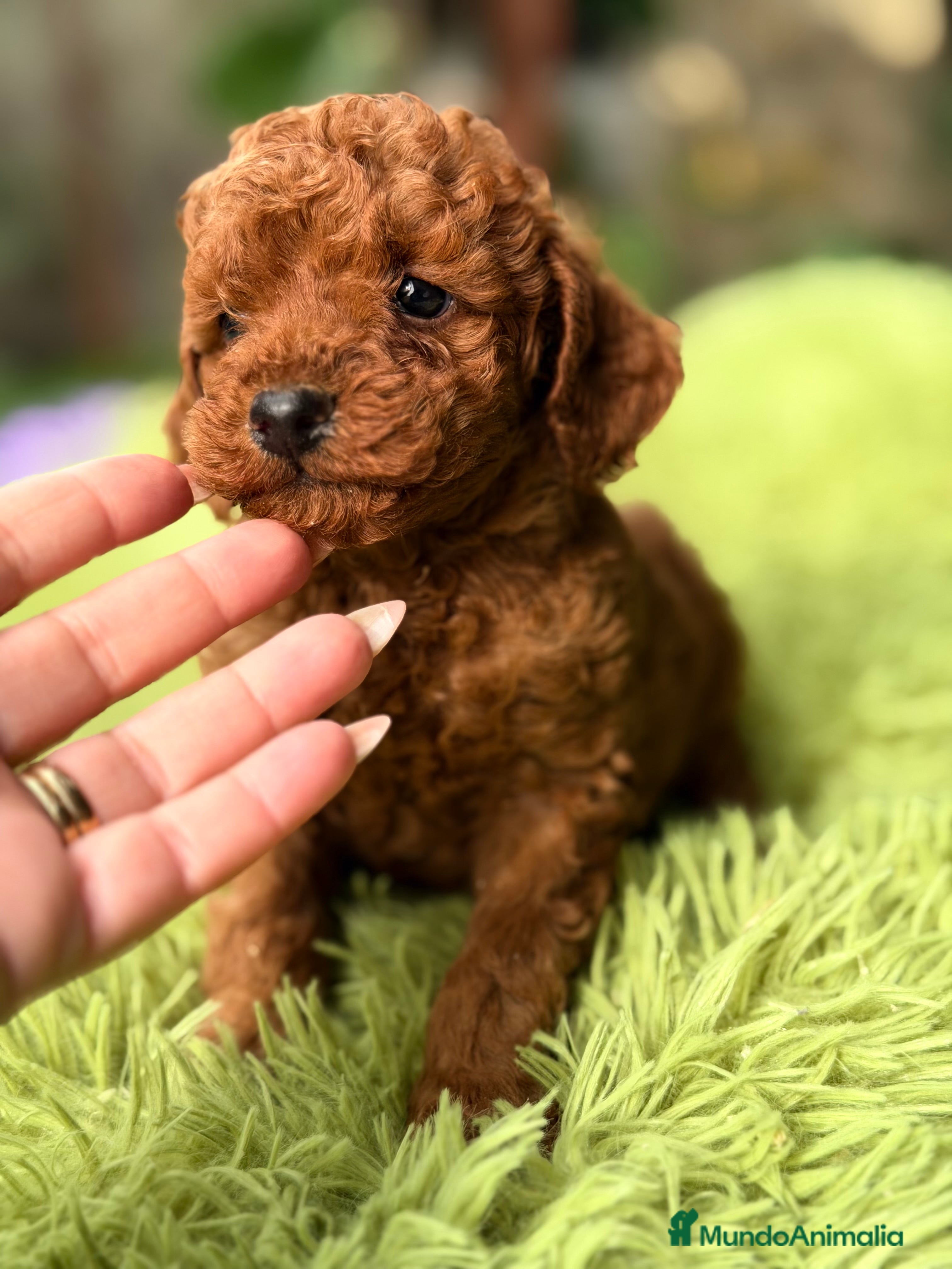 Raza Mixta perros Caniche mini rojo pimentón  - Anuncio 2