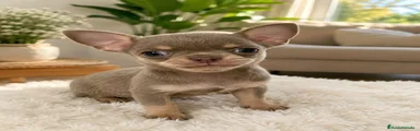 Chihuahua 1