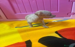 Ratón de Praga perros en venta: Ratón de Praga  - Imagen 22