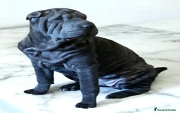 Shar Pei perros en adopcion: HEMRBA SHAR PEI ADOPCION - Imagen 1