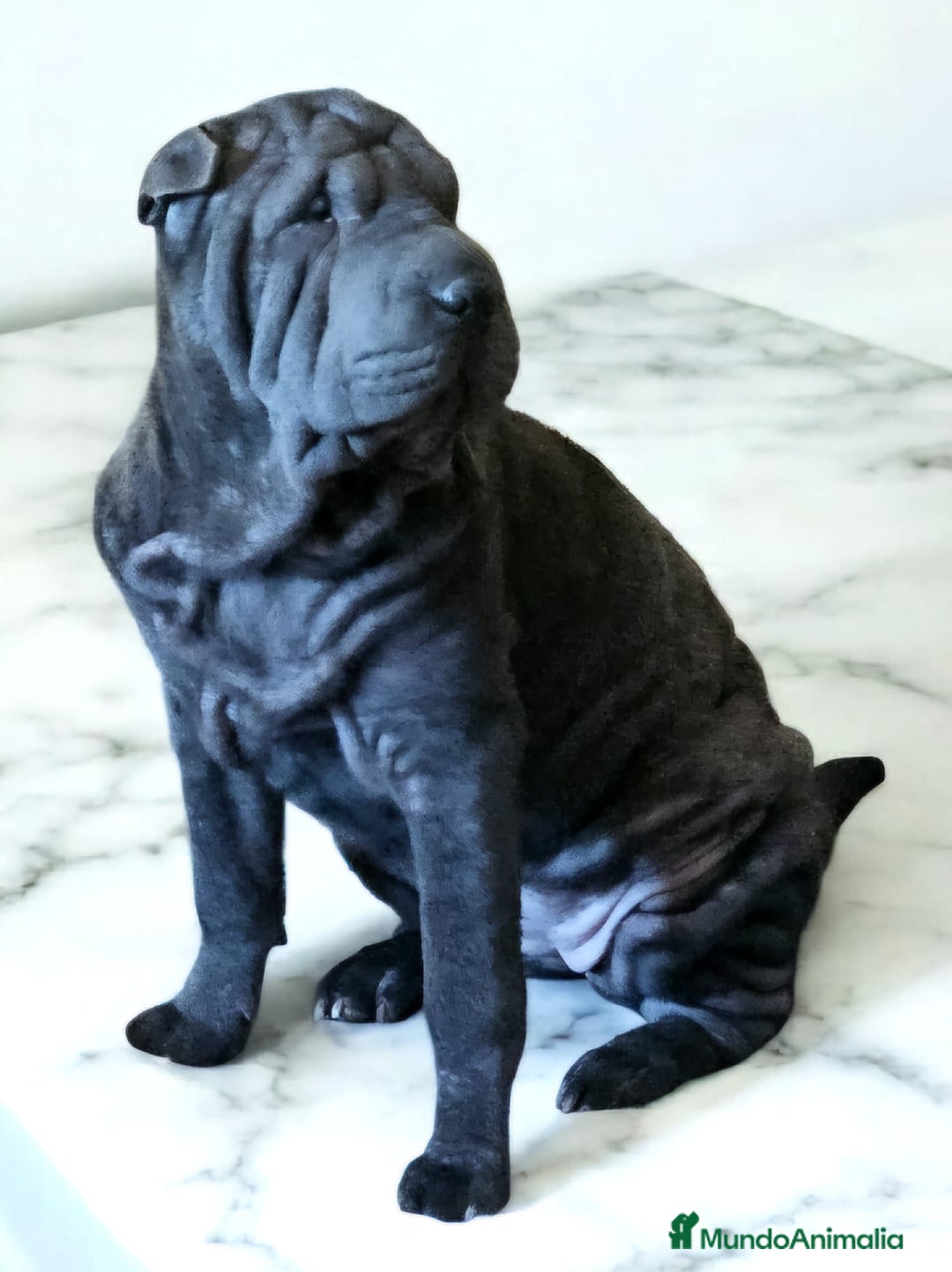 Shar Pei perros en adopcion: HEMRBA SHAR PEI ADOPCION - Imagen 1