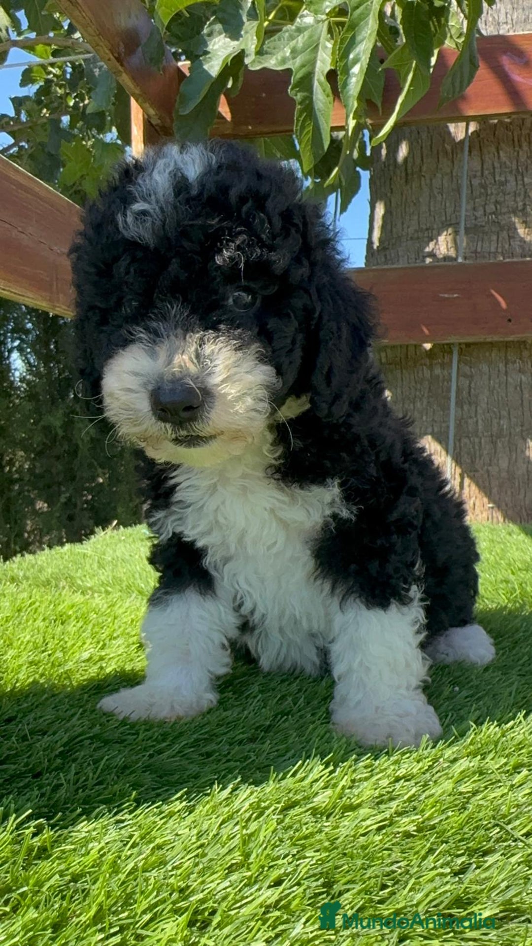 Perro de Agua Español perros en venta: PERRO DE AGUA MACHO - Imagen 15