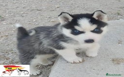 Husky Siberiano perros en venta: Husky Siberiano  - Imagen 7