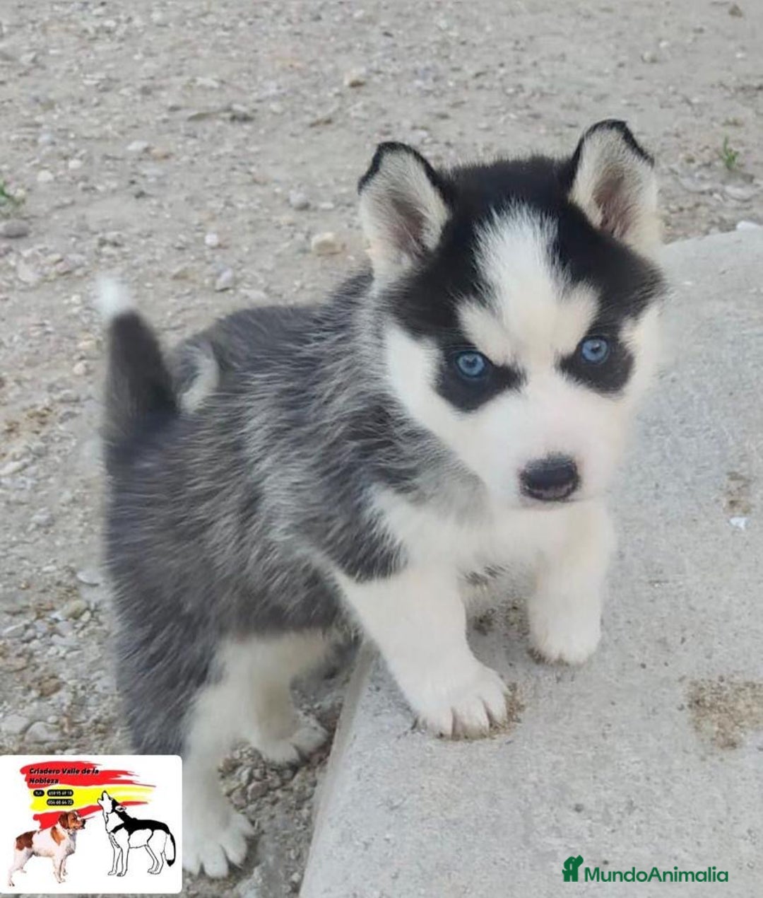Husky Siberiano perros en venta: Husky Siberiano  - Imagen 7