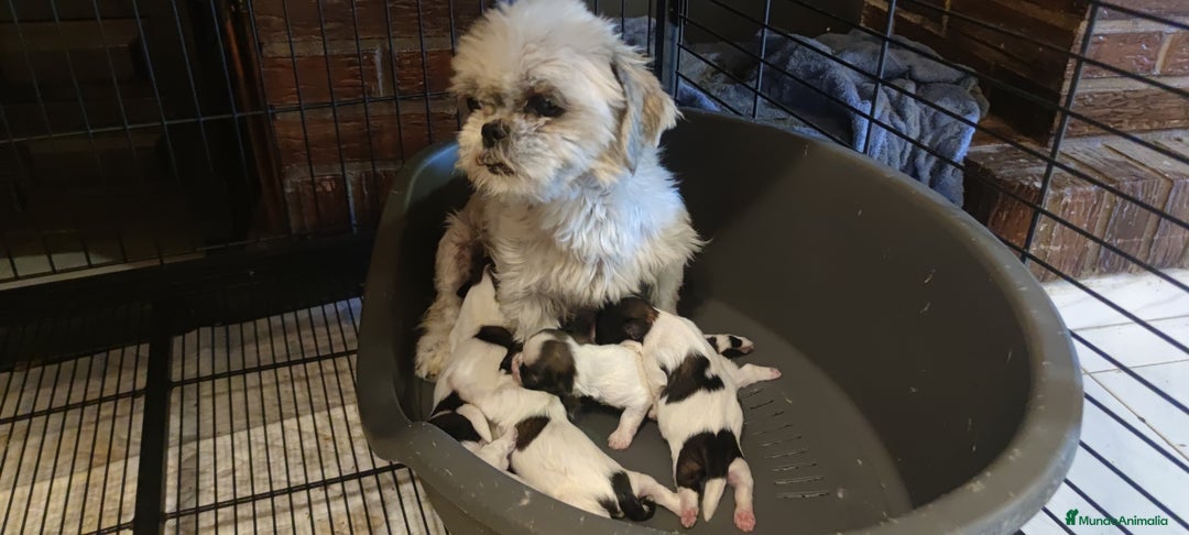Shih Tzu perros en venta: Shih Tzu de Mumbrafer  - Imagen 5