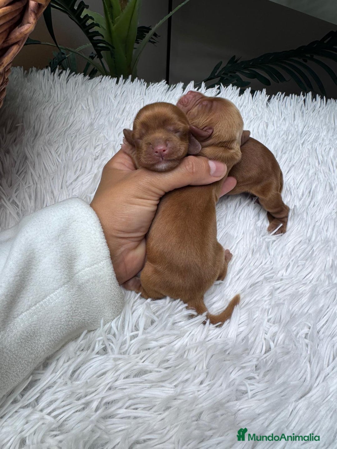 Cocker Spaniel Inglés perros en venta: COCKER SPANIEL INGLES - Anuncio 2