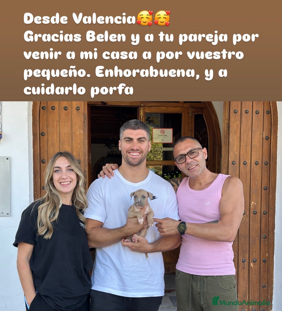 American Staffordshire-Terrier perros en venta: American Stanford, nueva Camada - Anuncio 15