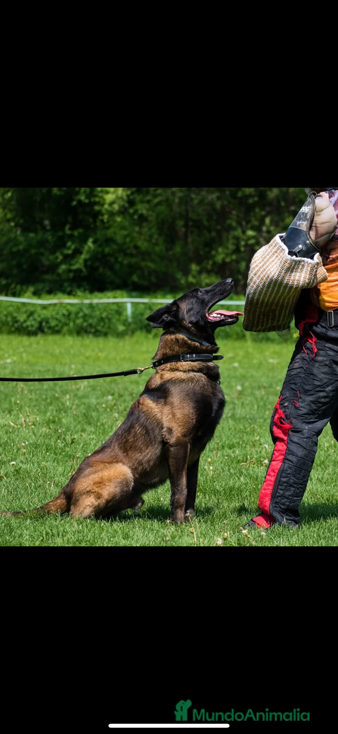 Pastor Belga Malinois perros en venta: Cachorros de Malinois carbonados  - Anuncio 9
