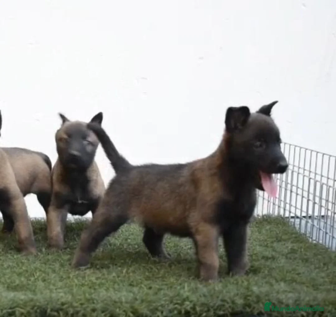 Pastor Belga Malinois perros en venta: pastor belga malinois  - Anuncio 4
