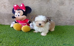 Biewer Yorkshire Terrier a la Pom Pon perros en venta: OPORTUNIDAD VERANO  - Imagen 3