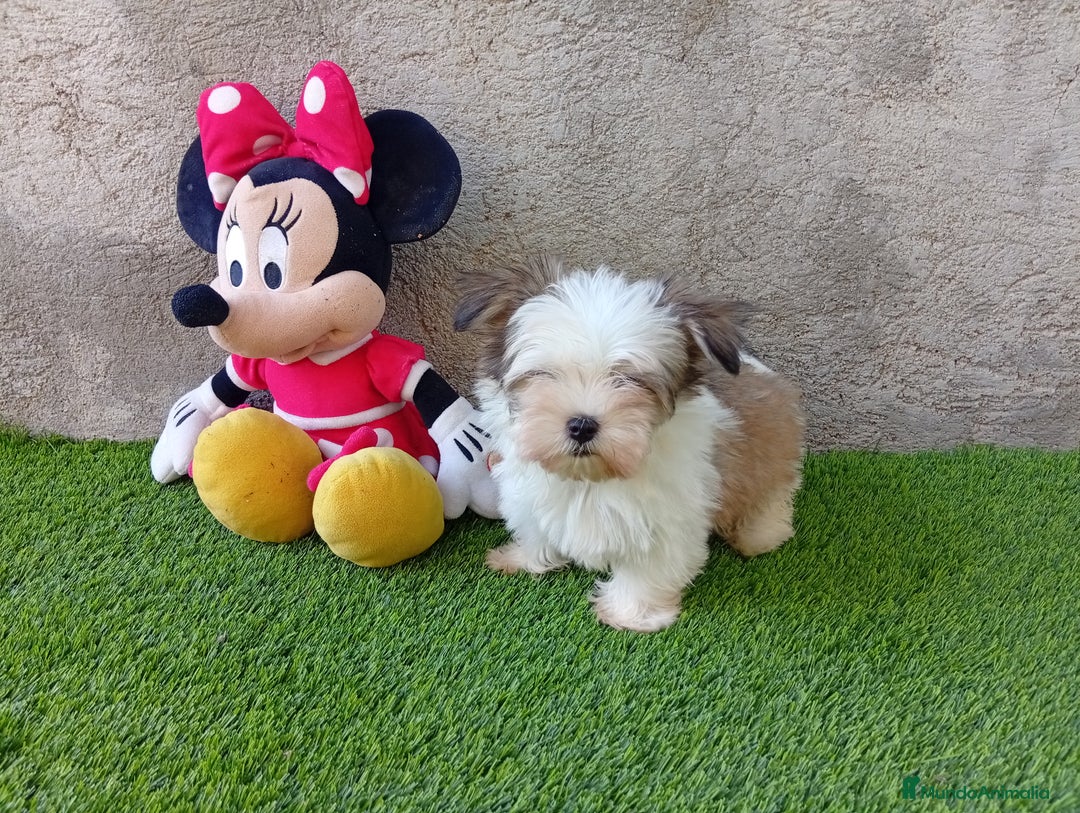Biewer Yorkshire Terrier a la Pom Pon perros en venta: OPORTUNIDAD VERANO  - Imagen 3