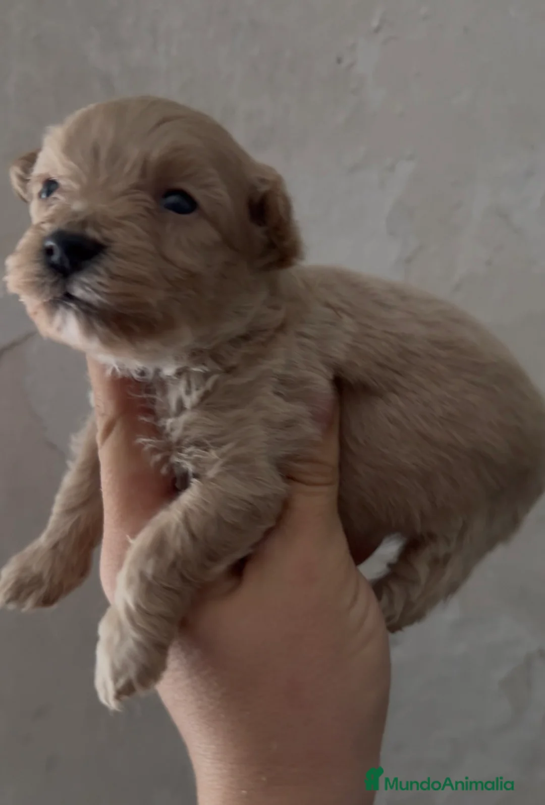 Maltipoo perros en venta: Maltipoo - Anuncio 2