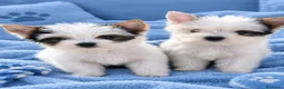 Biewer Yorkshire Terrier a la Pom Pon perros en venta: YORKSHIRE BIEWER - Anuncio 1