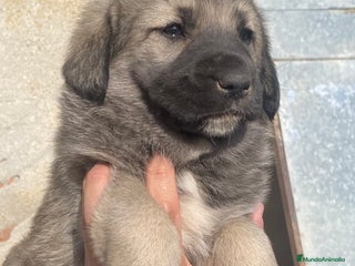 Mastín Español perros - Anuncio 38