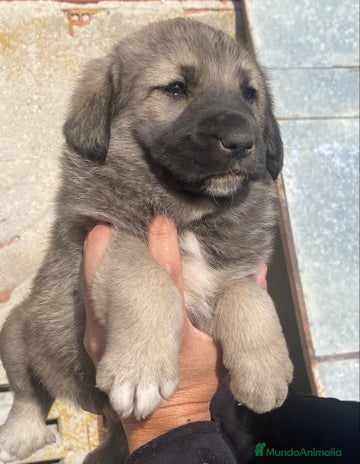 Mastín Español perros - Anuncio 3