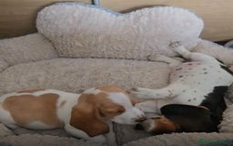 Basset Hound perros en venta: Preciosos sabuesos - Imagen 13