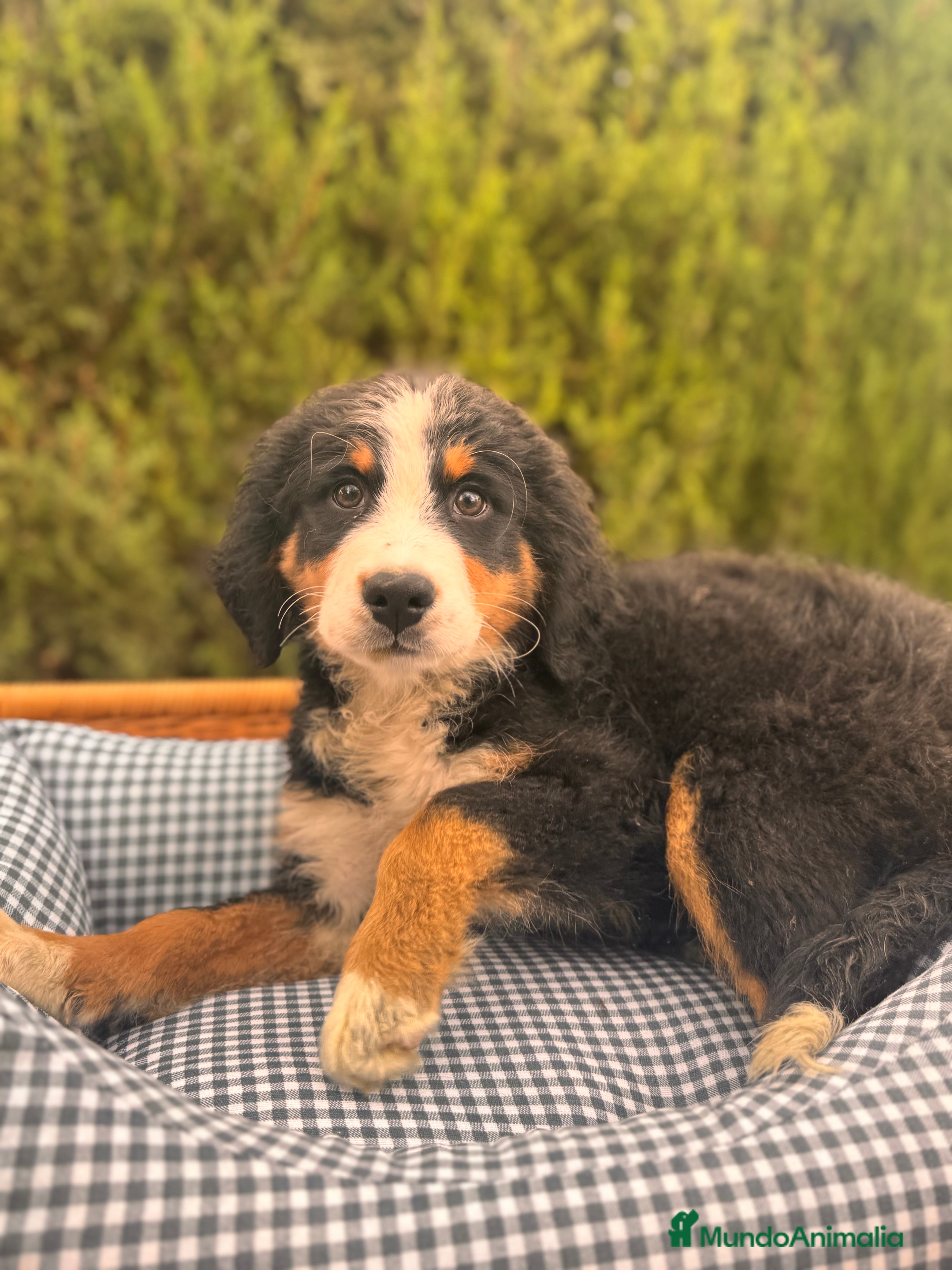 Boyero de Berna perros BOYERO BERNA BOYERO BERNA BOYERO BERNA BOYERO  - Anuncio 3