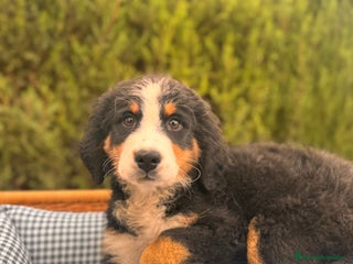 Boyero de Berna perros BOYERO BERNA BOYERO BERNA BOYERO BERNA BOYERO - Anuncio 3