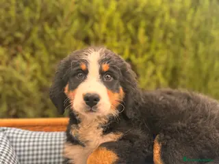 Boyero de Berna perros BOYERO BERNA BOYERO BERNA BOYERO BERNA BOYERO - Anuncio 6