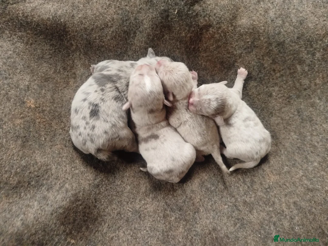 Chihuahua perros en venta: Chihuahua color exóticos Toy  - Anuncio 10