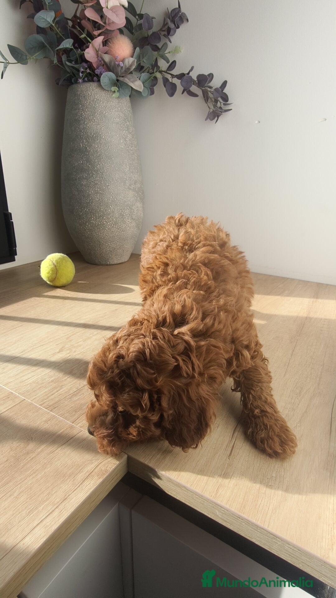 Caniche Toy perros en venta: Caniche hembra Apricot y Roja - Anuncio 4