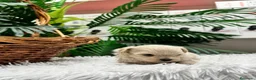 Maltipoo perros en venta: MALTIPOO COREANO 100% - Anuncio 19