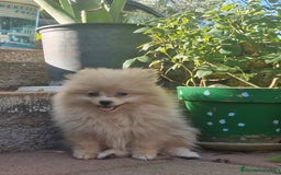 Pomerania perros en venta: Pomerania 50% línea rusa - Imagen 3