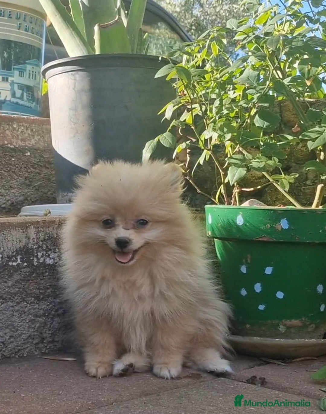 Pomerania perros en venta: Pomerania 50% línea rusa - Imagen 3