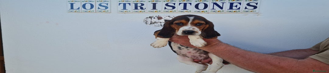 Beagle Cachorro 2