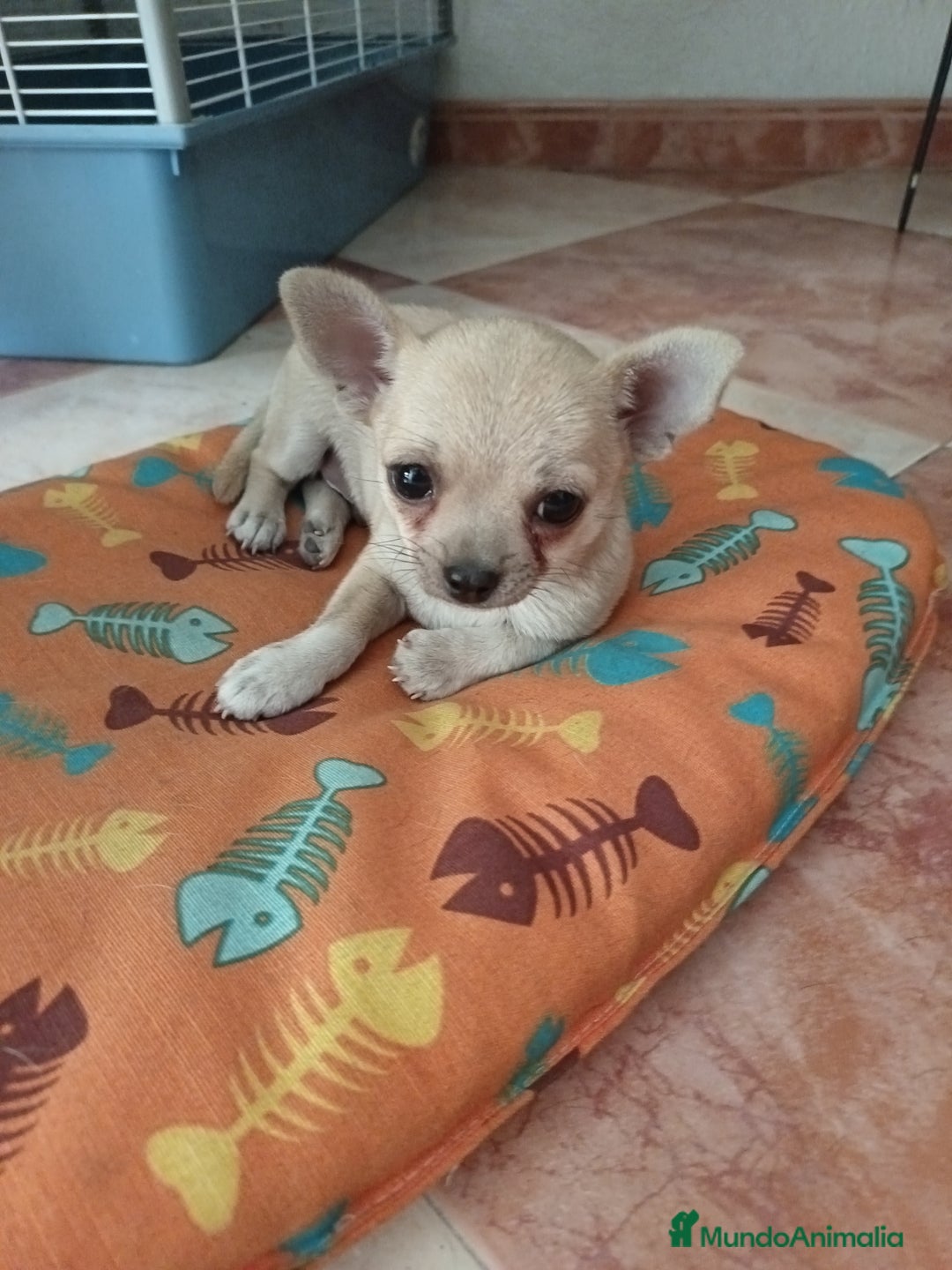 Chihuahua perros en venta: Chihuahua macho - Imagen 2