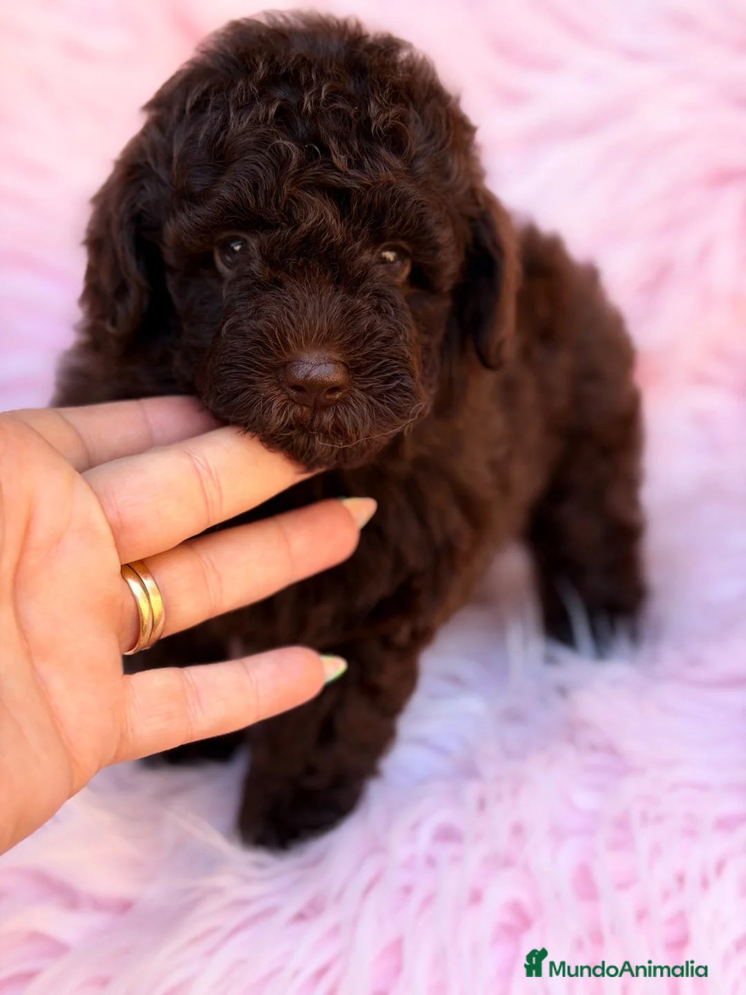 Caniche Toy perros en venta: Caniche  chocolate Toy  - Anuncio 7
