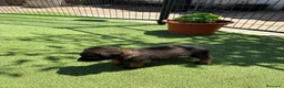 Pastor Belga Malinois perros en venta: PASTOR BELGA MALINOIS - Anuncio 22