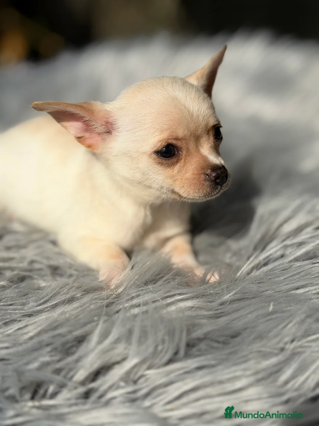 Chihuahua perros en venta: Chihuahua blanco  - Anuncio 2