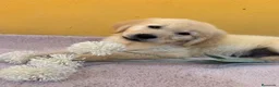 Labrador Retriever perros en venta: Cachorros de labrador - Anuncio 2