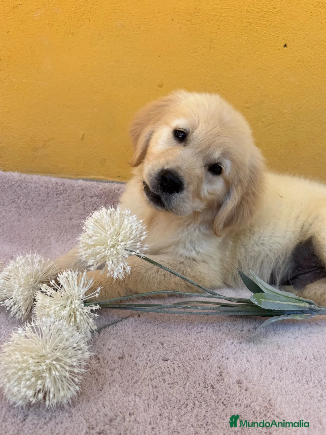 Labrador Retriever perros en venta: Cachorros de labrador - Anuncio 2