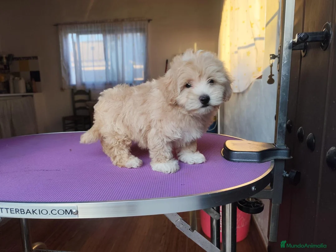 Maltipoo perros en venta: Macho de maltipoo nacionales - Anuncio 2