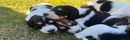 Saluki perros en venta: Camada de Salukis  - Anuncio 26