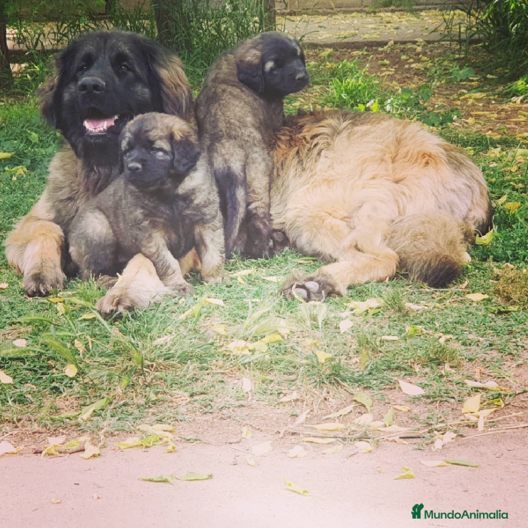 Leonberger perros en venta: leonberger - Imagen 2