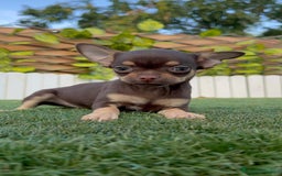 Chihuahua perros en venta: CHIHUAHUA MACHO - Imagen 16