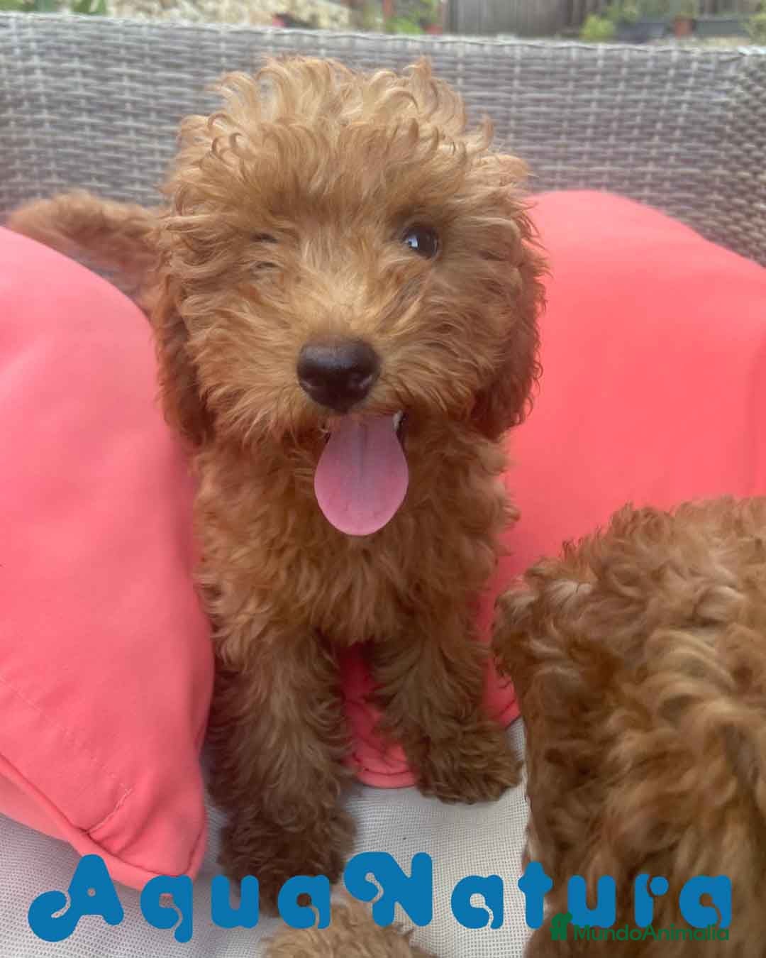 Caniche Enano perros Caniche Hembra Virgi AQUANATURA - Anuncio 4