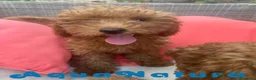 Caniche Enano perros en venta: Caniche Hembra Virgi AQUANATURA - Anuncio 1