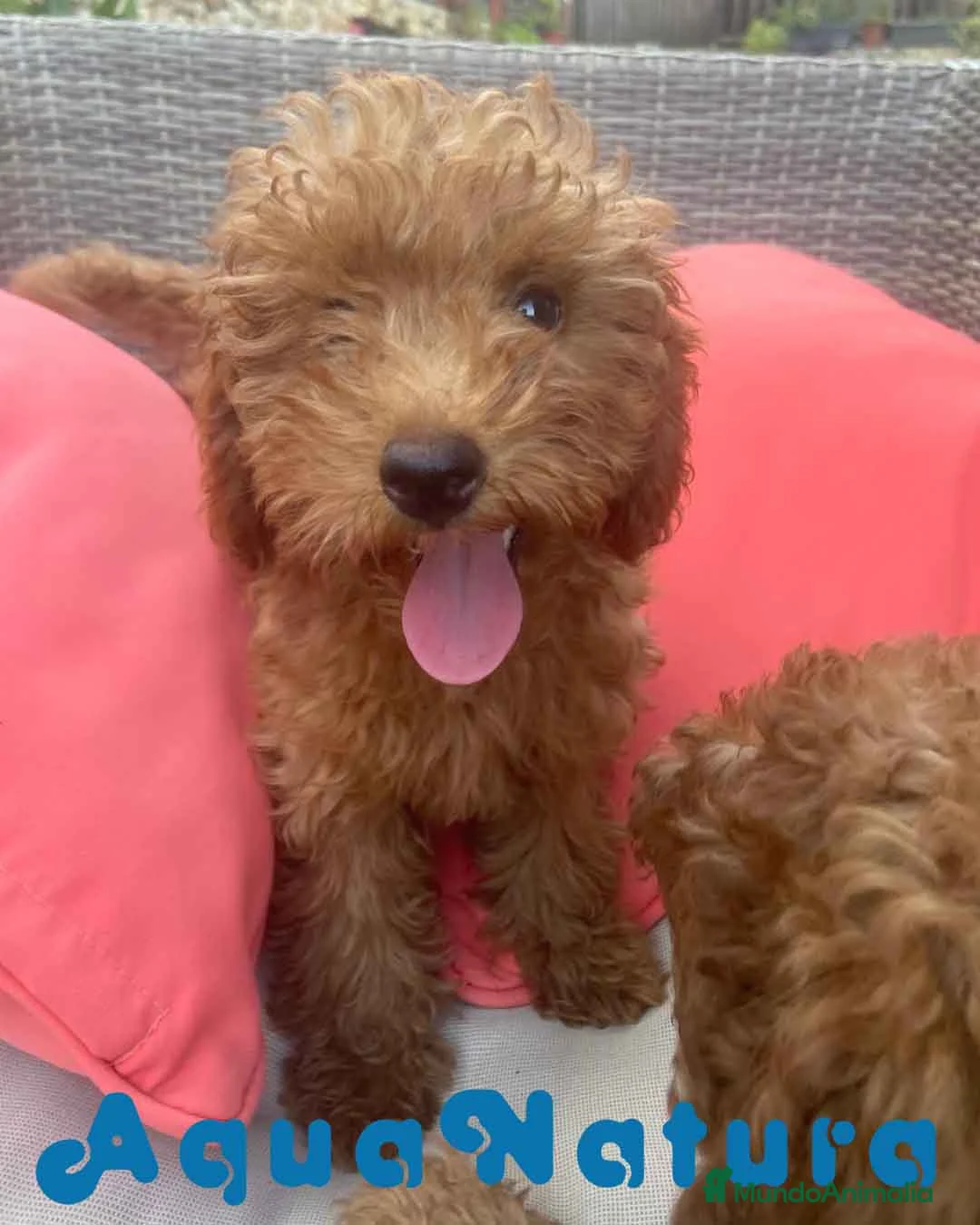 Caniche Enano perros en venta: Caniche Hembra Virgi AQUANATURA - Anuncio 1