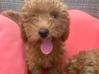 Caniche Enano perros Caniche Hembra Virgi AQUANATURA - Anuncio 40